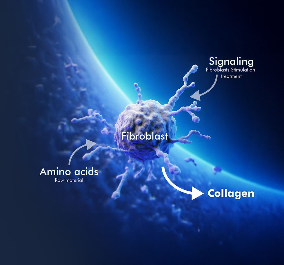 fibroblast_infographic-80.jpg